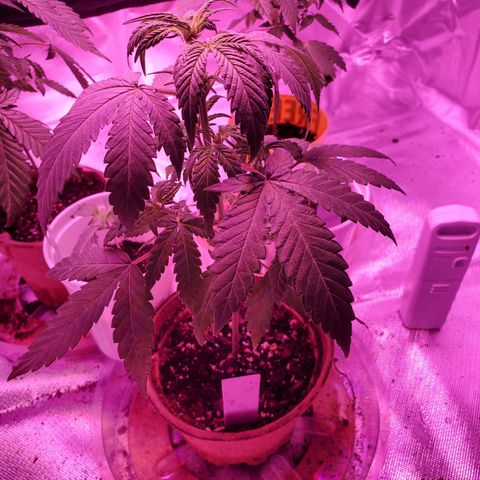 Reigna growlog timeline photo