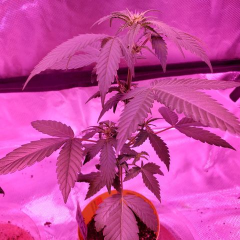 Cindy growlog timeline photo