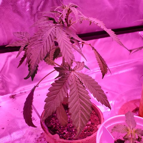 Chelsea growlog timeline photo