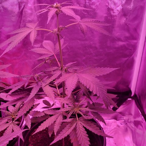 Reigna growlog timeline photo