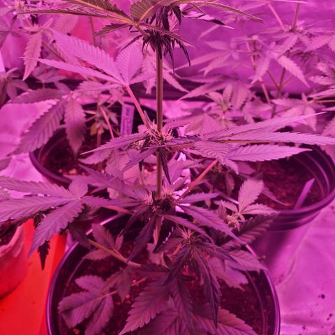 Cindy growlog timeline photo