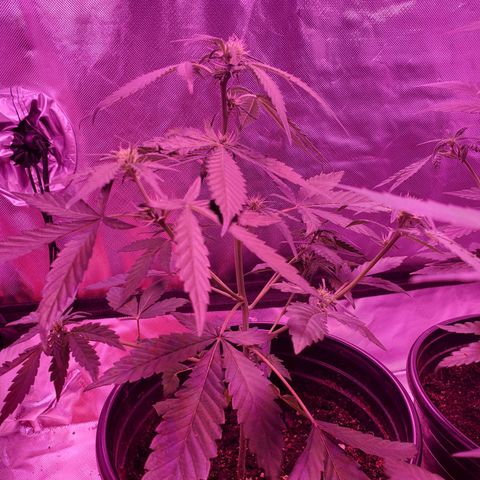 Chelsea growlog timeline photo