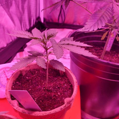 Melanie growlog timeline photo