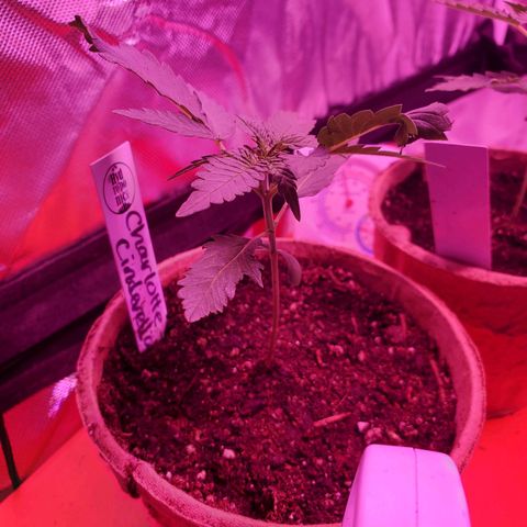 Charlotte growlog timeline photo