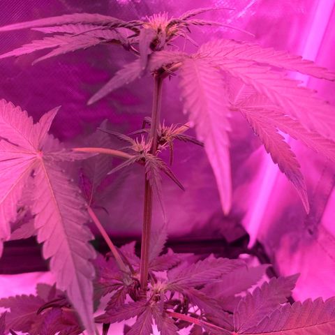 Reigna growlog timeline photo