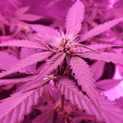 Cindy growlog timeline photo