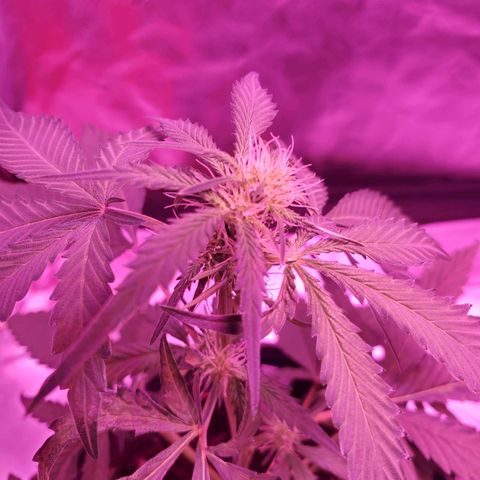 Chelsea growlog timeline photo