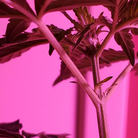 Charlotte growlog photo: It's a girl!