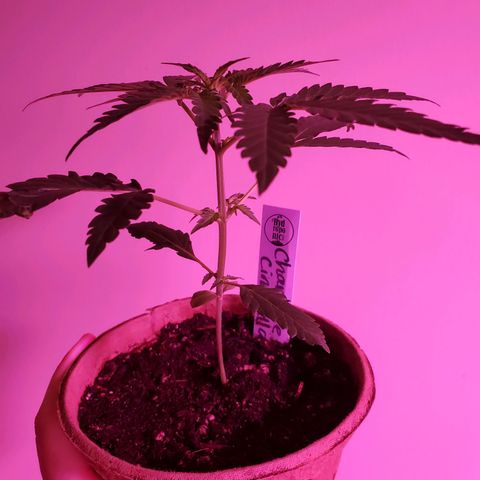 Charlotte growlog photo: It's a girl!