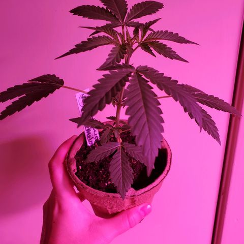 Melanie growlog photo: It's a girl!