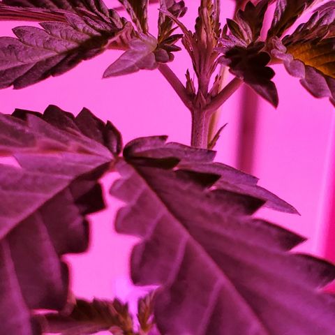 Melanie growlog photo: It's a girl!