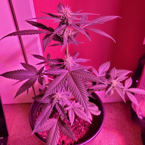 Cindy growlog timeline photo