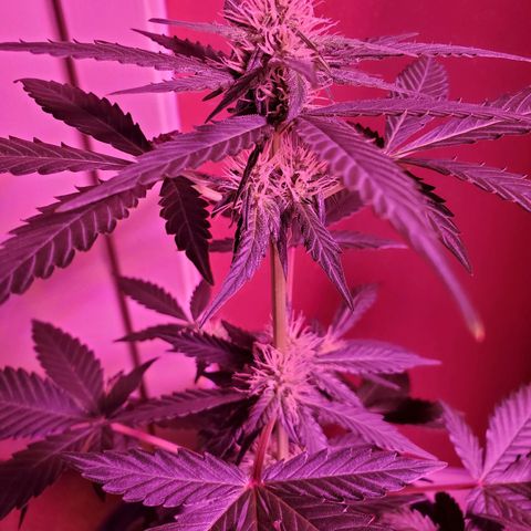 Cindy growlog timeline photo