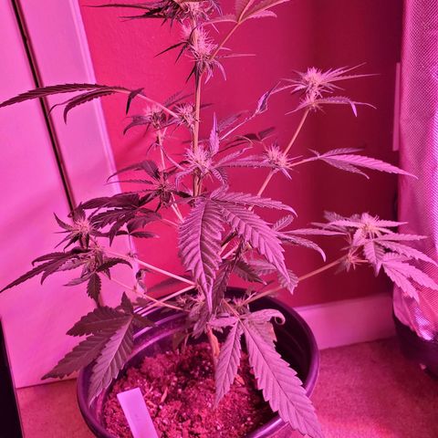 Chelsea growlog timeline photo