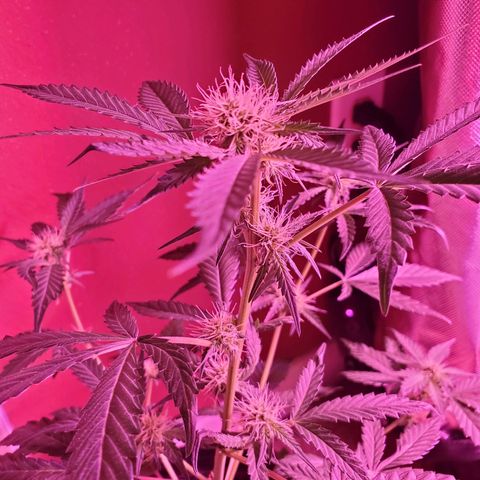 Chelsea growlog timeline photo