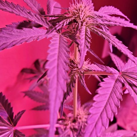 Reigna growlog timeline photo