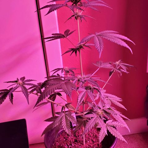 Reigna growlog timeline photo