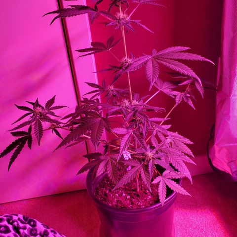 Reigna growlog timeline photo