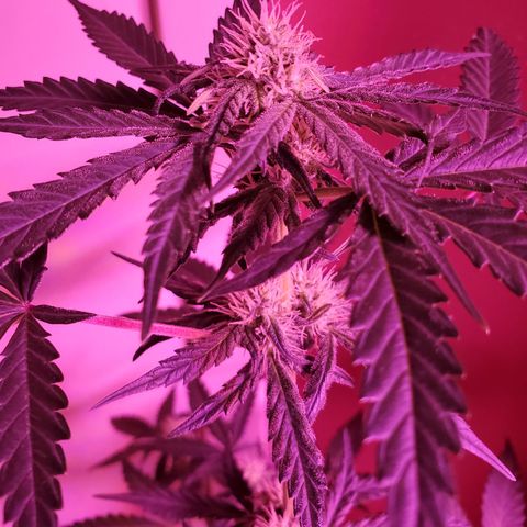 Reigna growlog timeline photo