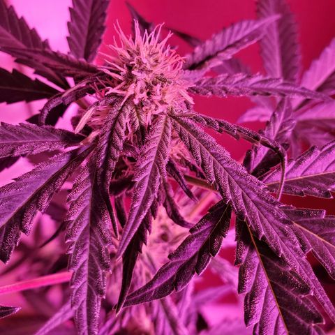 Reigna growlog timeline photo