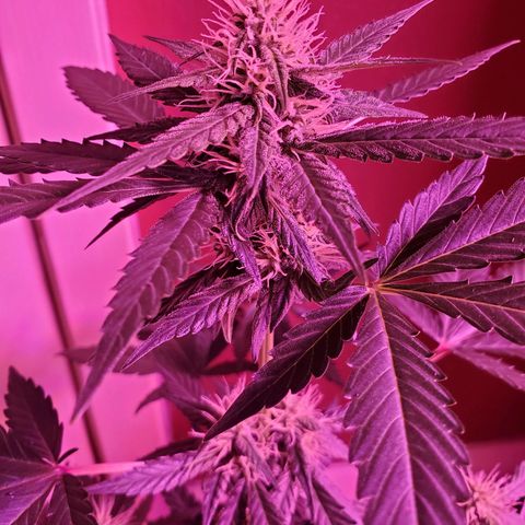 Cindy growlog timeline photo