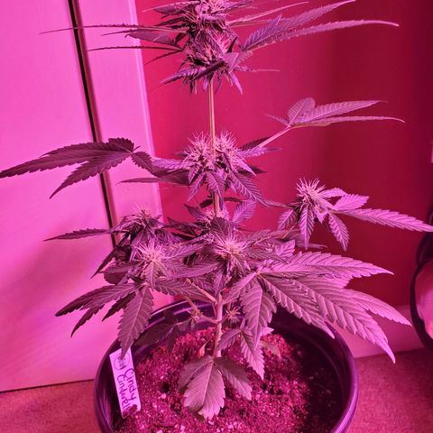 Cindy growlog timeline photo