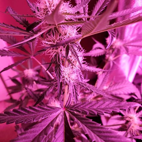 Chelsea growlog timeline photo
