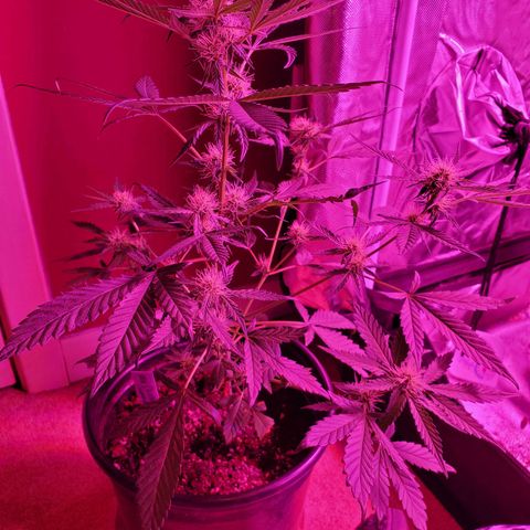 Chelsea growlog timeline photo