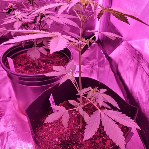 Melanie growlog timeline photo