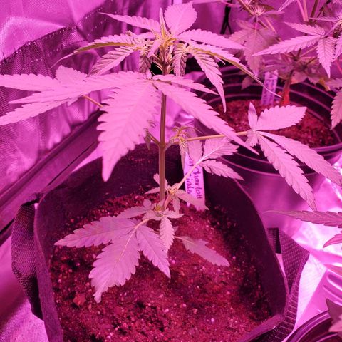 Charlotte growlog timeline photo