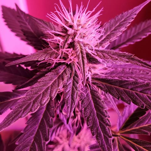 Cindy growlog timeline photo