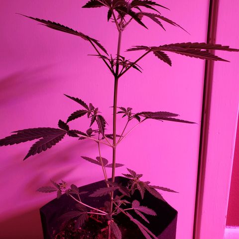 Melanie growlog timeline photo