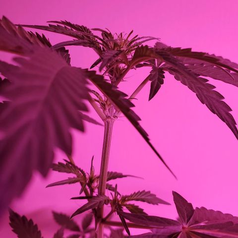 Melanie growlog timeline photo
