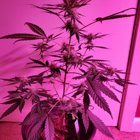 Chelsea growlog timeline photo