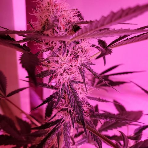 Chelsea growlog timeline photo