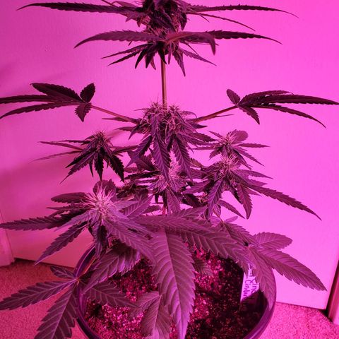 Cindy growlog timeline photo