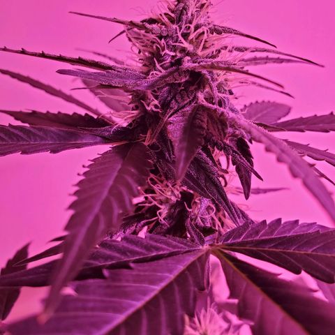 Cindy growlog timeline photo