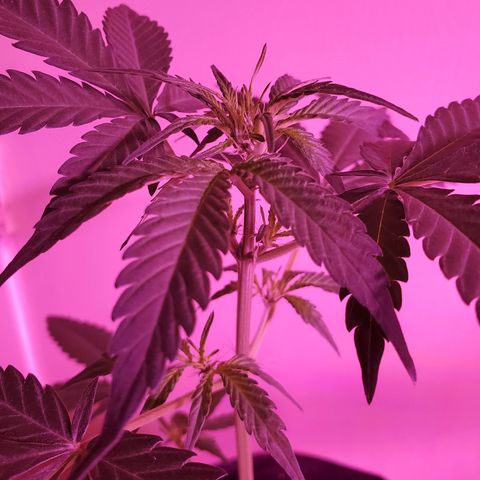 Charlotte growlog timeline photo