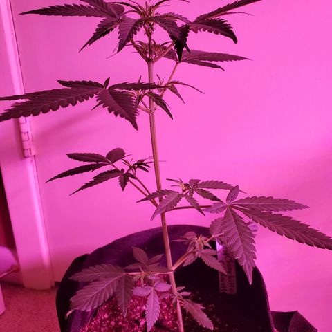 Charlotte growlog timeline photo