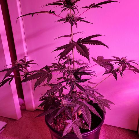 Reigna growlog timeline photo