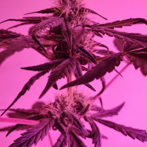Reigna growlog timeline photo