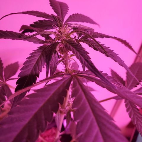 Charlotte growlog timeline photo