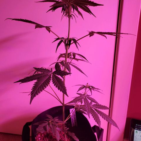 Charlotte growlog timeline photo