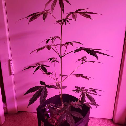 Melanie growlog timeline photo