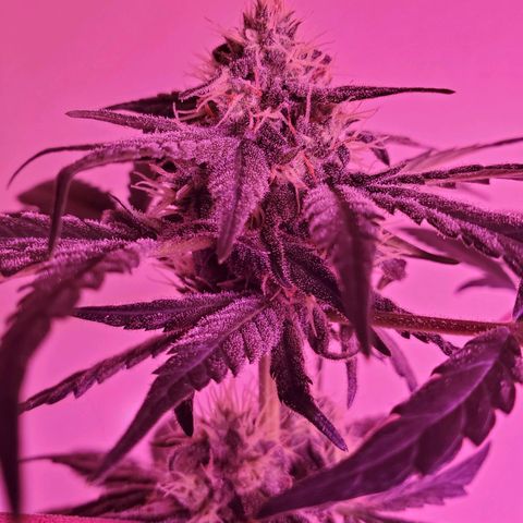 Reigna growlog timeline photo