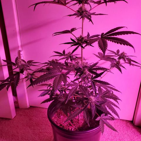 Reigna growlog timeline photo