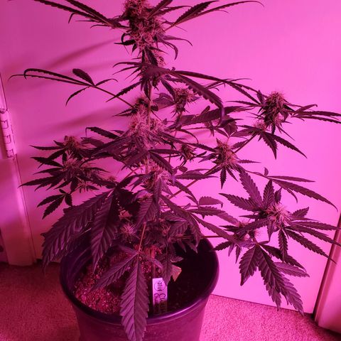 Chelsea growlog timeline photo