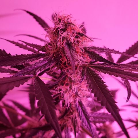 Chelsea growlog timeline photo