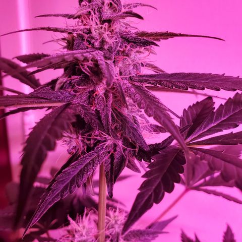 Cindy growlog timeline photo