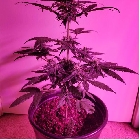 Cindy growlog timeline photo